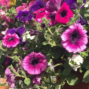 Meet your Posher, Cassandra